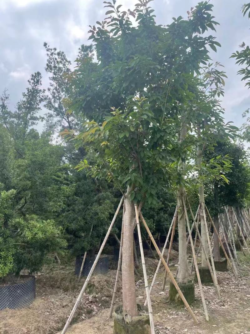 绿化苗木大叶榕树袋苗