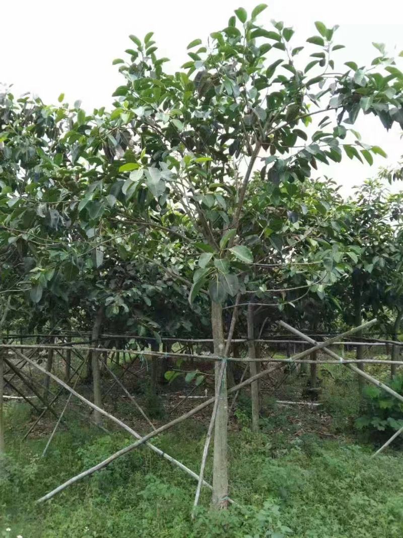 绿化苗木大叶榕树袋苗