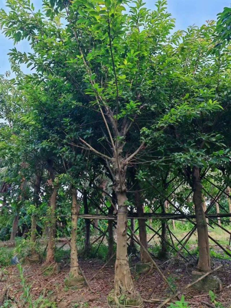 绿化苗木大叶榕树袋苗
