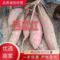 万亩基地西瓜红红薯软糯香甜品质保证量大价优对接全国市场