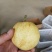 套袋圆黄，黄金梨丰水梨，现货供应，产地直发，日供10万斤