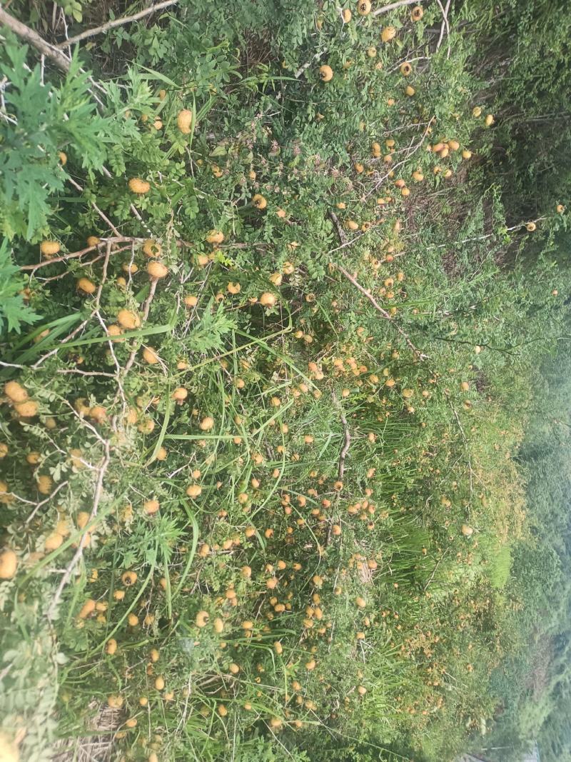 贵州刺梨