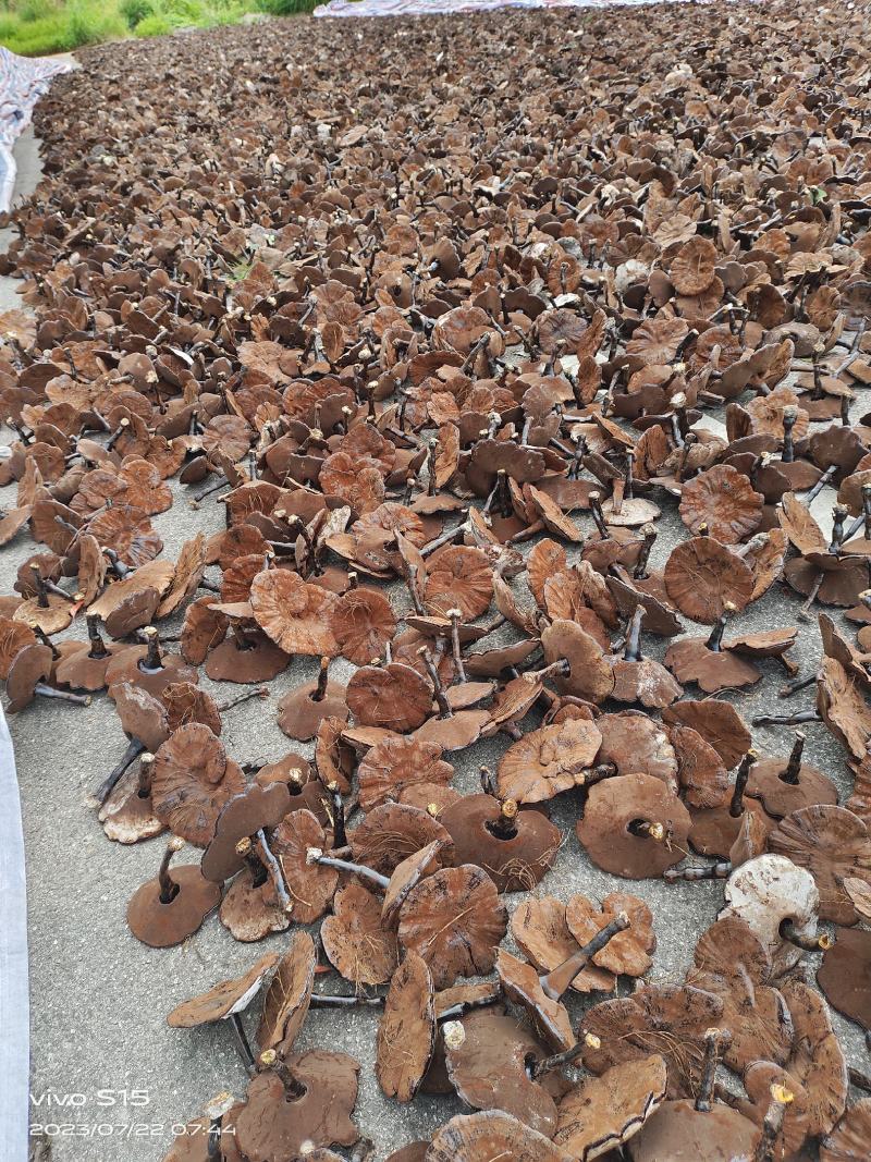 江西不苦紫灵芝整朵深山原生态半野生灵芝批发零售产地直发
