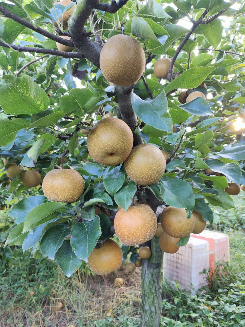 湖北黄花梨圆黄梨黄金梨华梨…对接电商外贸市场量大