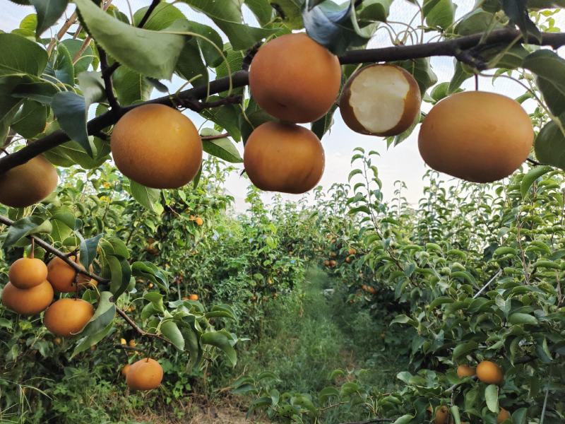 湖北黄花梨圆黄梨黄金梨华梨…对接电商外贸市场量大