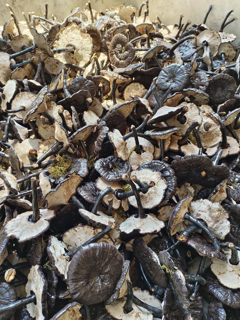 江西不苦紫灵芝整朵深山原生态半野生灵芝批发零售产地直发