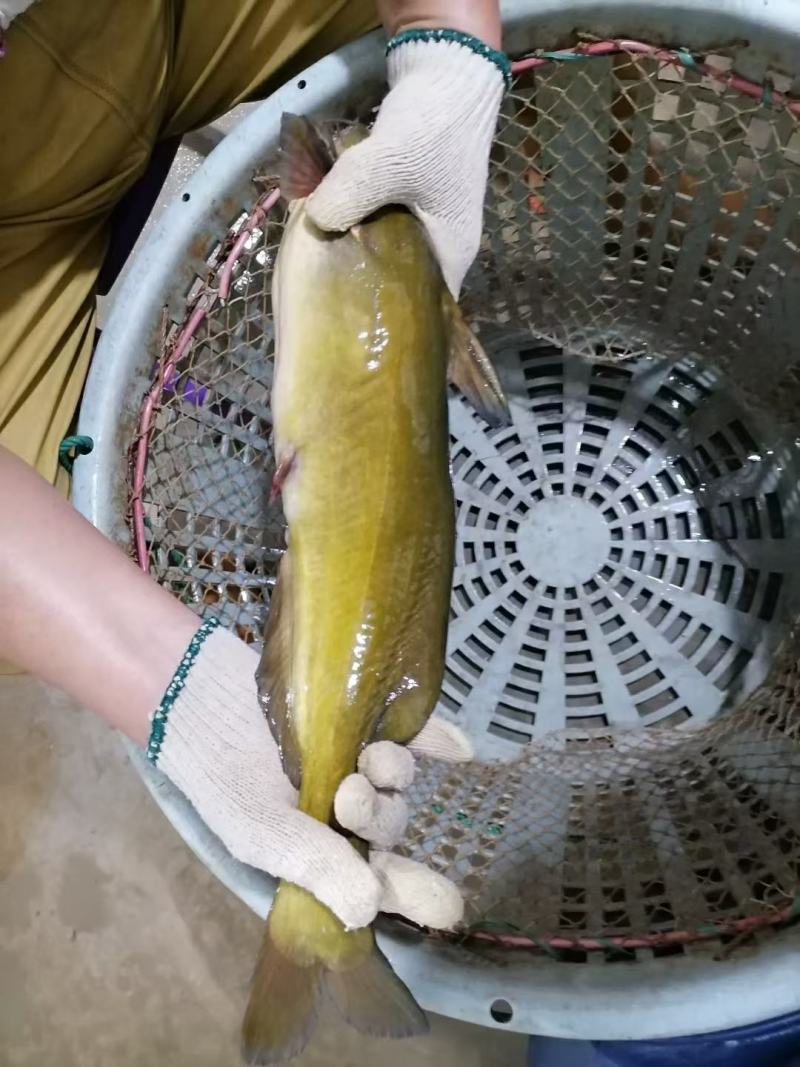 黄骨鱼苗又叫黄辣丁鱼苗，黄颡鱼苗，杂食性，养殖周期短