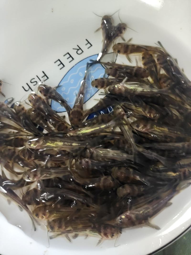 黄骨鱼苗又叫黄辣丁鱼苗，黄颡鱼苗，杂食性，养殖周期短