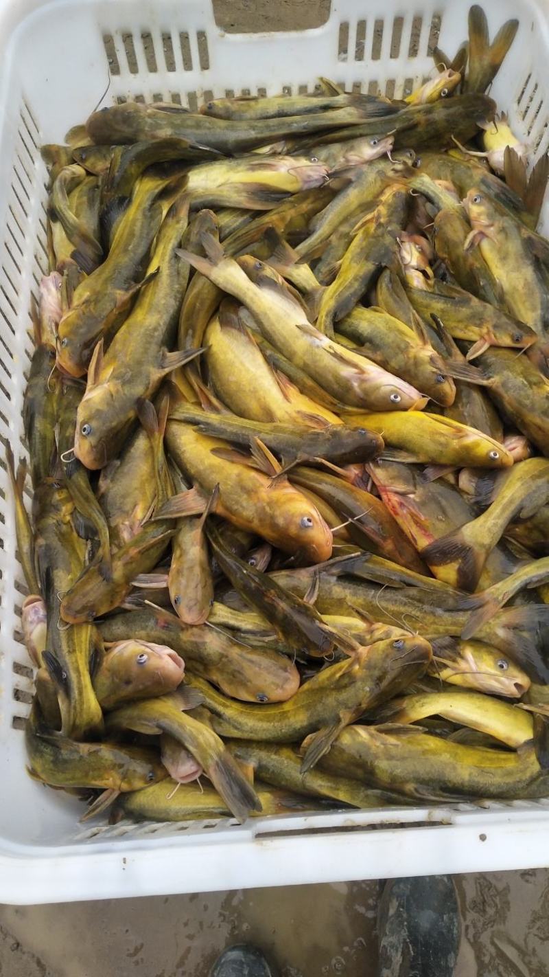 黄骨鱼苗又叫黄辣丁鱼苗，黄颡鱼苗，杂食性，养殖周期短