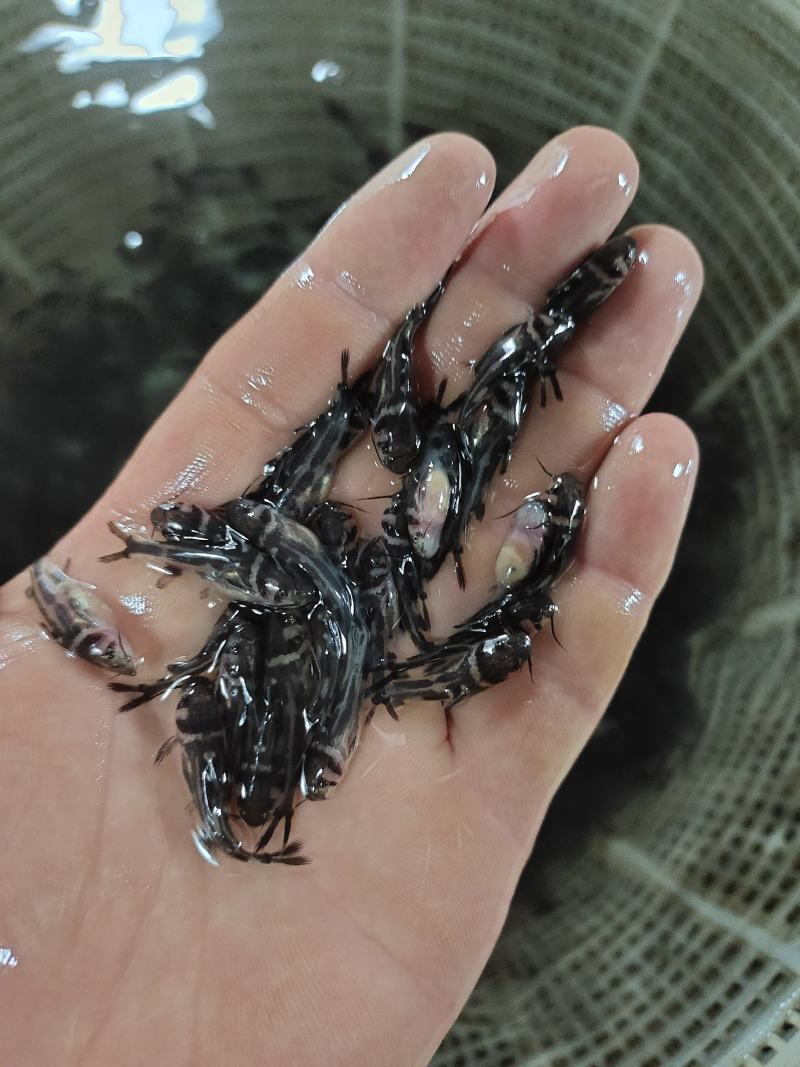 黄骨鱼苗又叫黄辣丁鱼苗，黄颡鱼苗，杂食性，养殖周期短