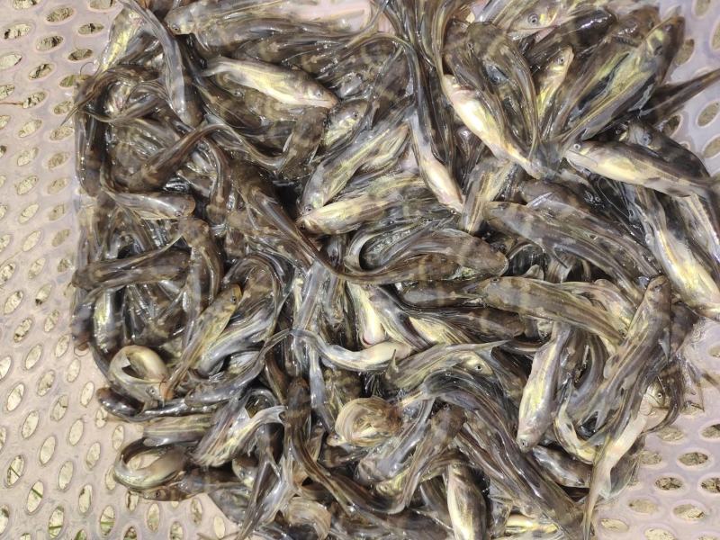 黄骨鱼苗又叫黄辣丁鱼苗，黄颡鱼苗，杂食性，养殖周期短