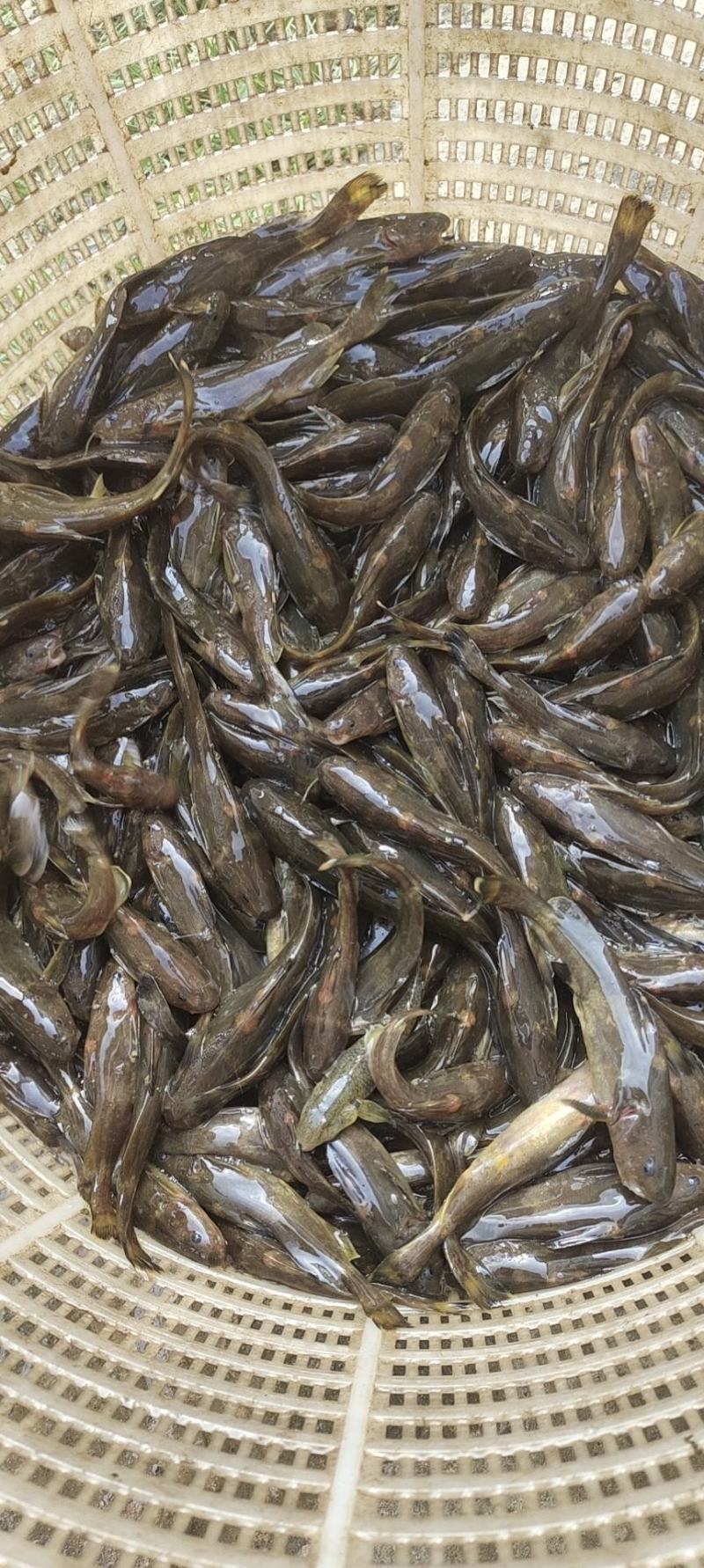 黄骨鱼苗又叫黄辣丁鱼苗，黄颡鱼苗，杂食性，养殖周期短