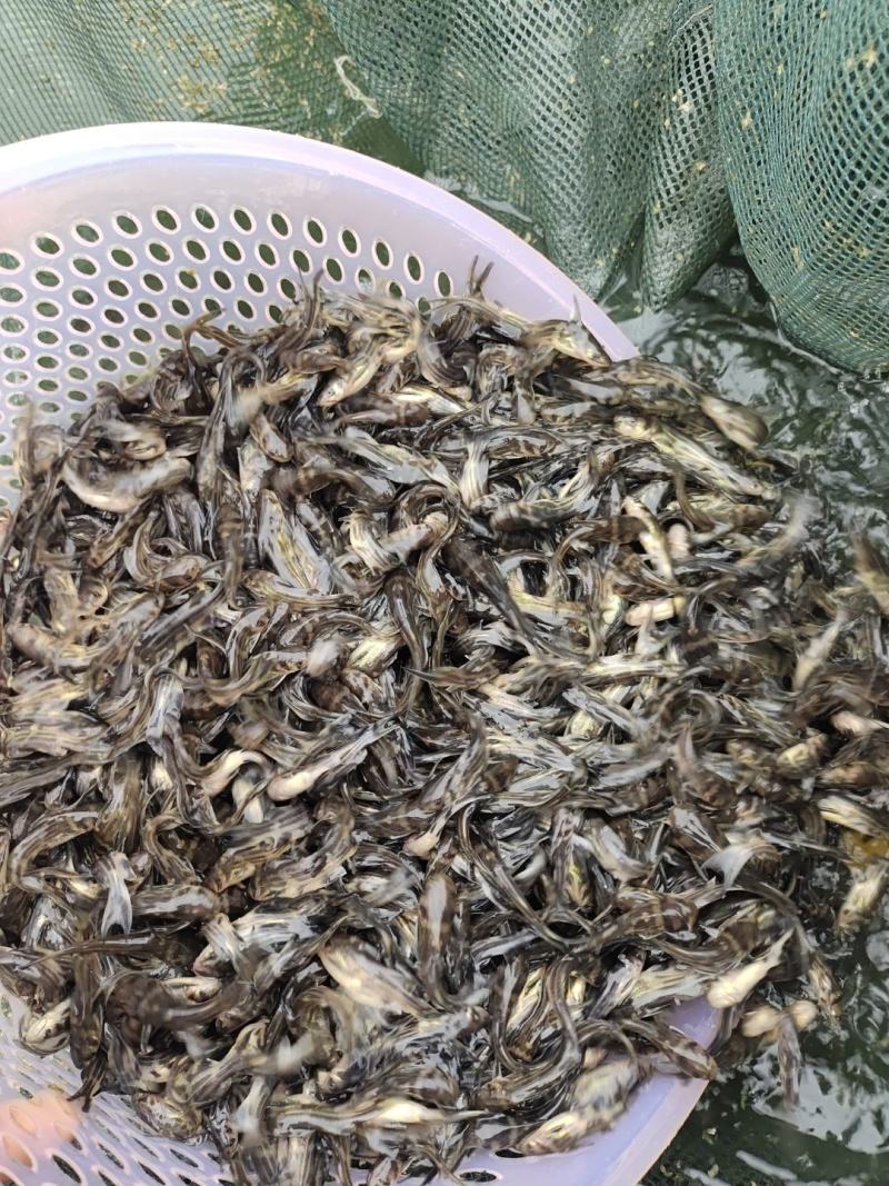 黄骨鱼苗又叫黄辣丁鱼苗，黄颡鱼苗，杂食性，养殖周期短