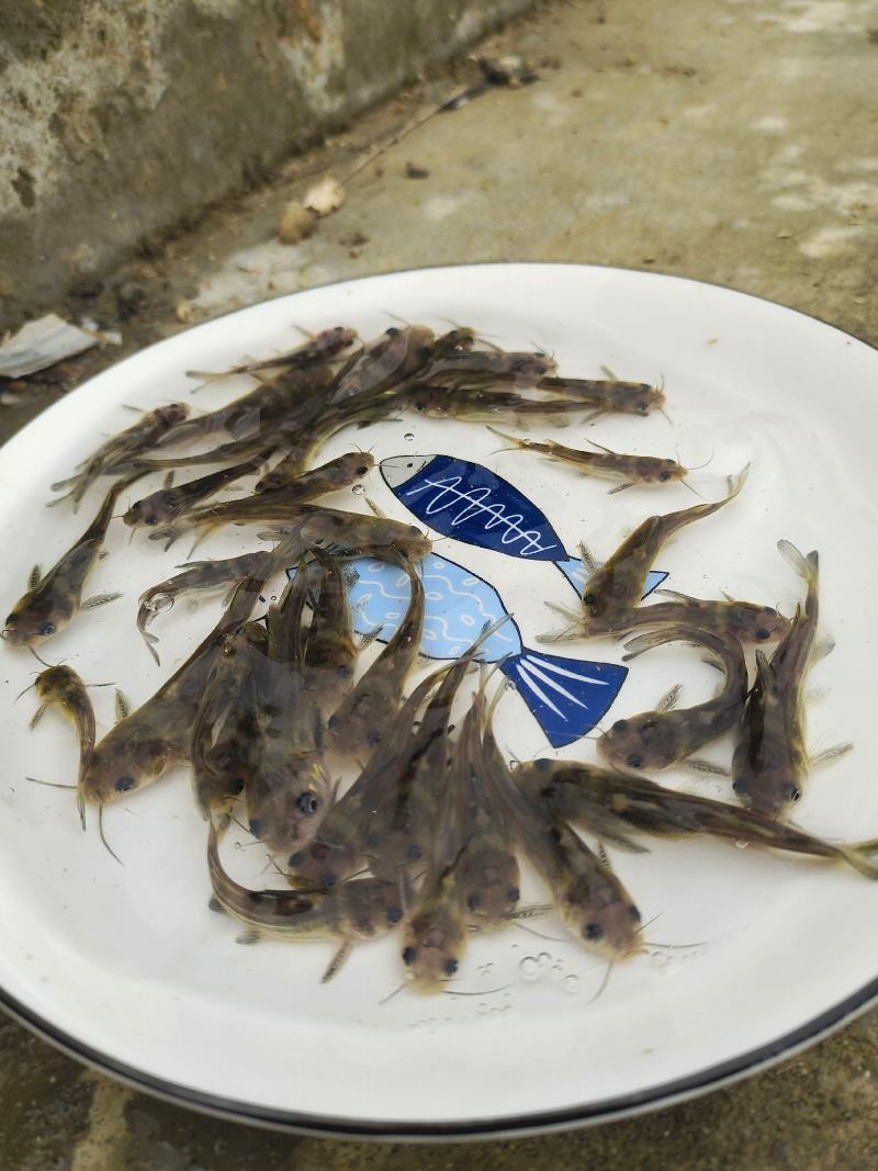 黄骨鱼苗又叫黄辣丁鱼苗，黄颡鱼苗，杂食性，养殖周期短