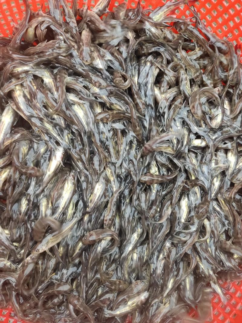 黄骨鱼苗又叫黄辣丁鱼苗，黄颡鱼苗，杂食性，养殖周期短