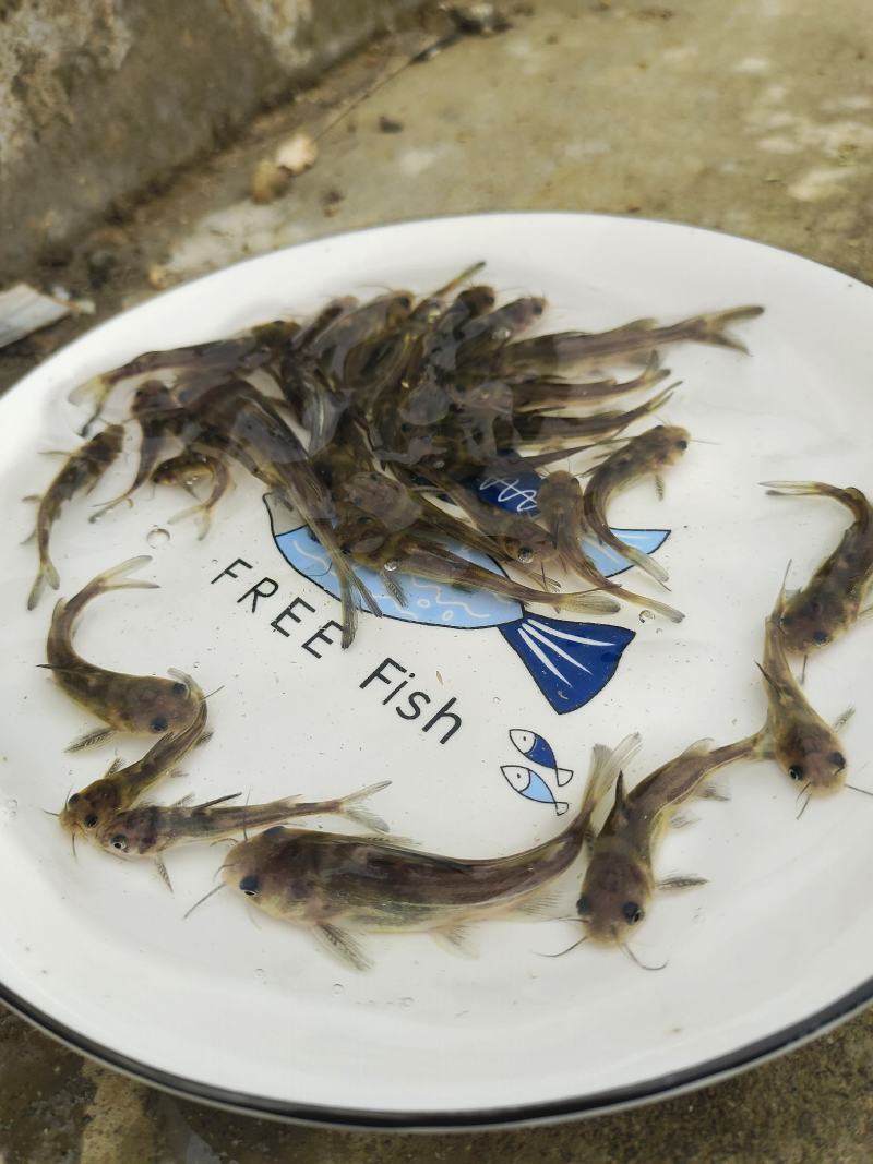 黄骨鱼苗又叫黄辣丁鱼苗，黄颡鱼苗，杂食性，养殖周期短