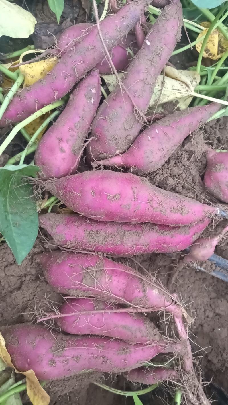 西瓜红蜜薯