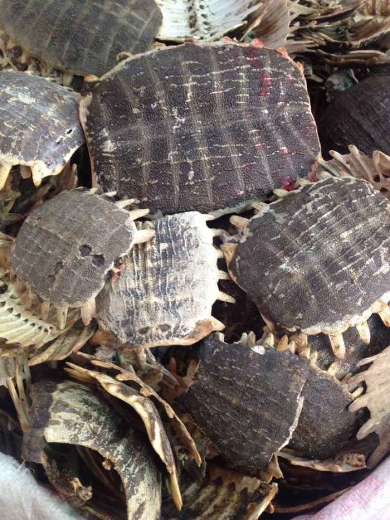 鳖甲鳖甲壳