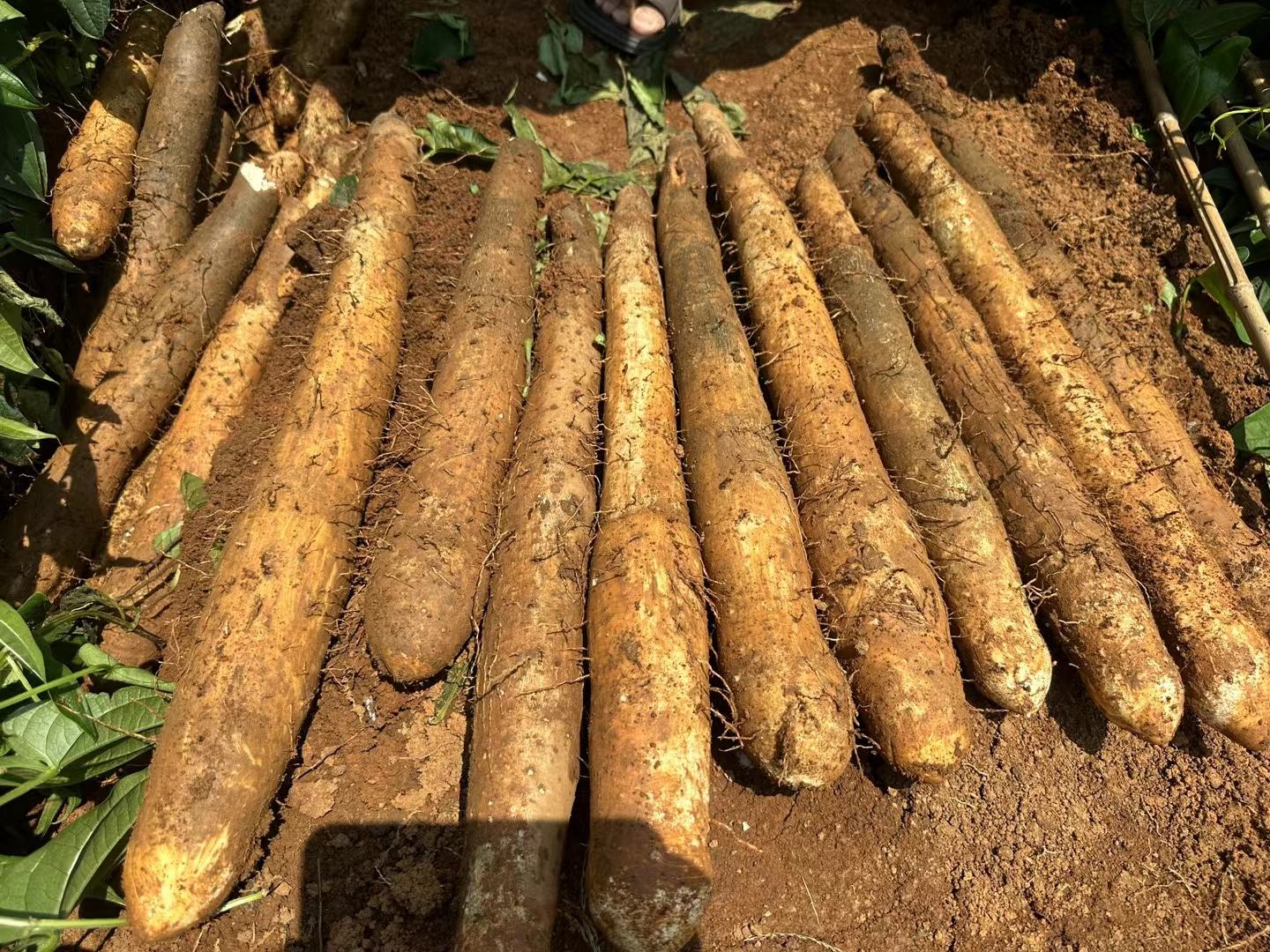 一碗金黄细腻的山药土豆泥,点缀葱花 山药土豆泥成品展示