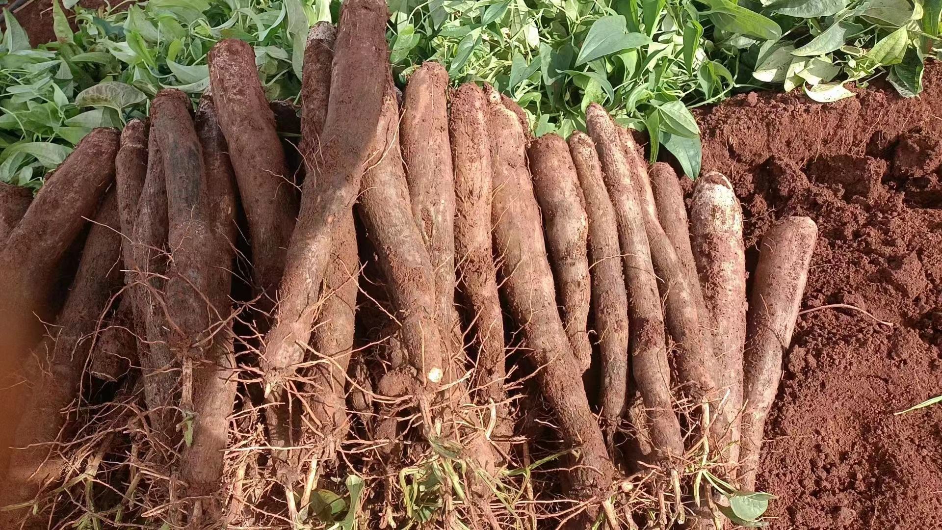 山药市场销售数据对比图