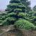 【造型罗汉松】浏阳河畔五彩种植园支持实地考察视频看货