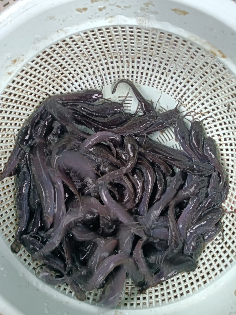 本地塘鲺三黄塘鲺胡子鲶鱼苗塘角鱼苗土塘鲺鱼苗