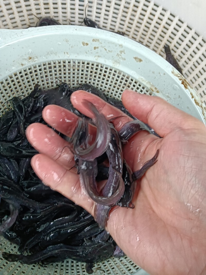 本地塘鲺三黄塘鲺胡子鲶鱼苗塘角鱼苗土塘鲺鱼苗