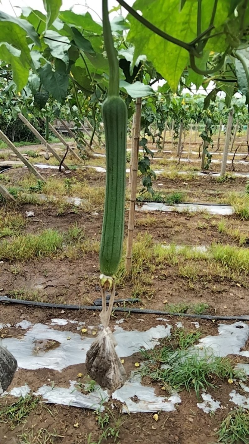 无锡本地油皮丝瓜