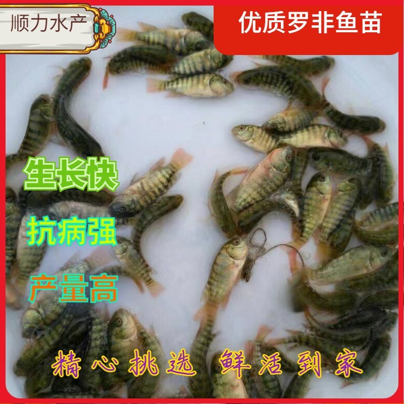 罗非鱼苗快大种罗非新吉福海南一号恒生一号便宜批发耐寒快大