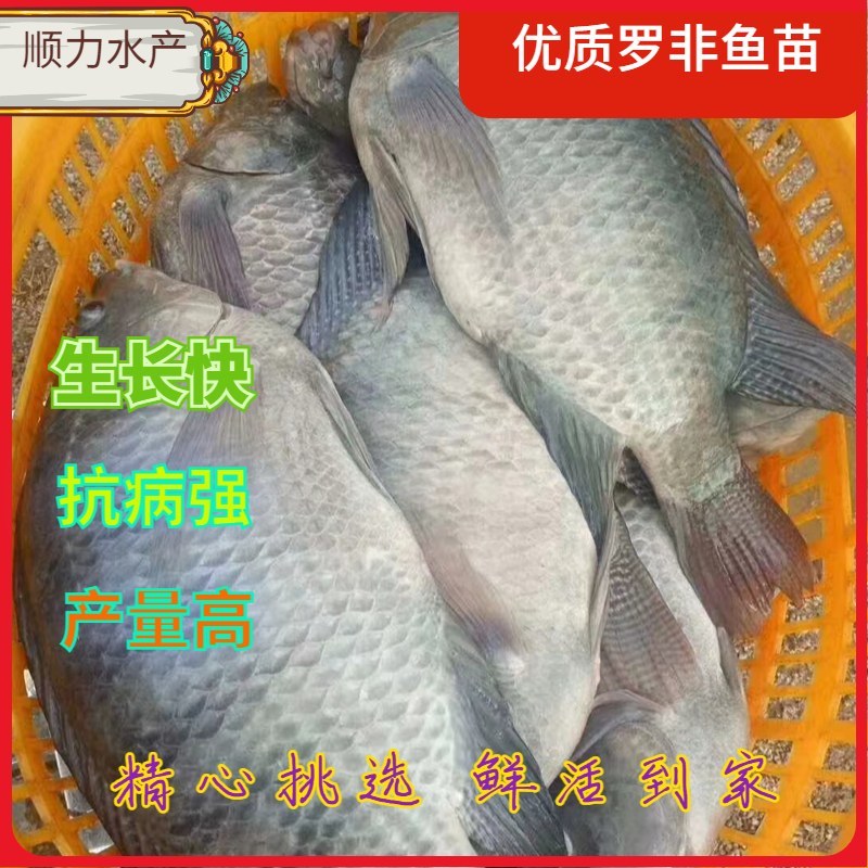 罗非鱼苗快大种罗非新吉福海南一号恒生一号便宜批发耐寒快大