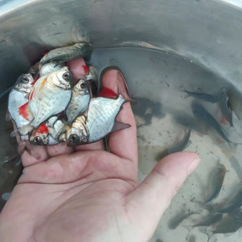 鲳鱼苗淡水红腹白鲳红鲳鱼仓鱼热带鱼水产养殖观赏鱼活鱼水虎