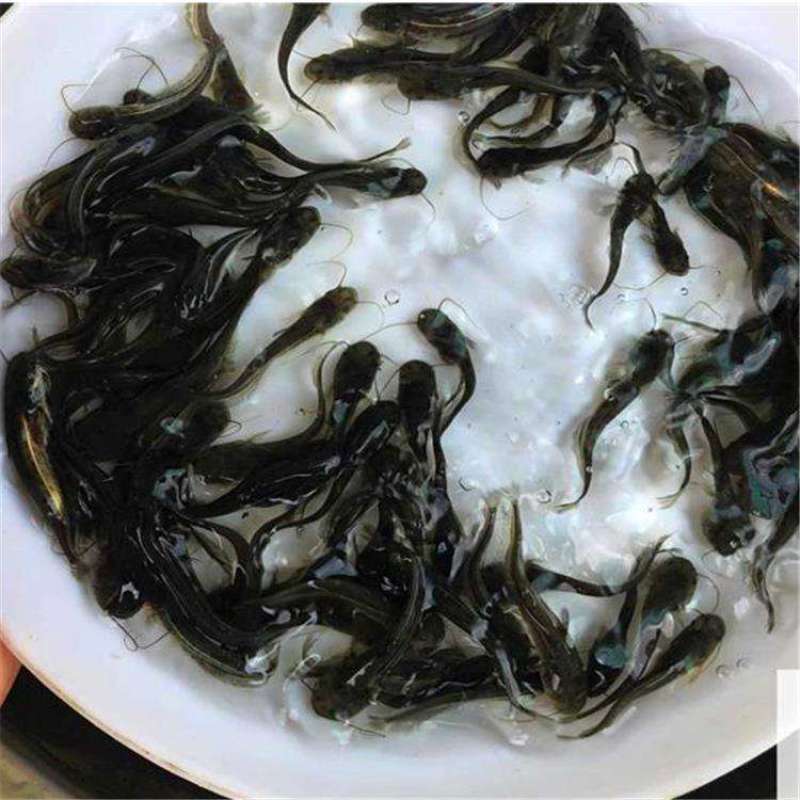 南方大口鲶鱼苗淡冷水养殖胡二须子鲶大型冷水鱼埃及鲶鱼土鲶