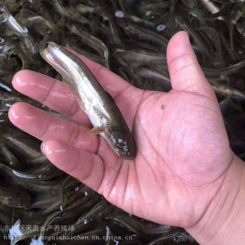 南方大口鲶鱼苗淡冷水养殖胡二须子鲶大型冷水鱼埃及鲶鱼土鲶