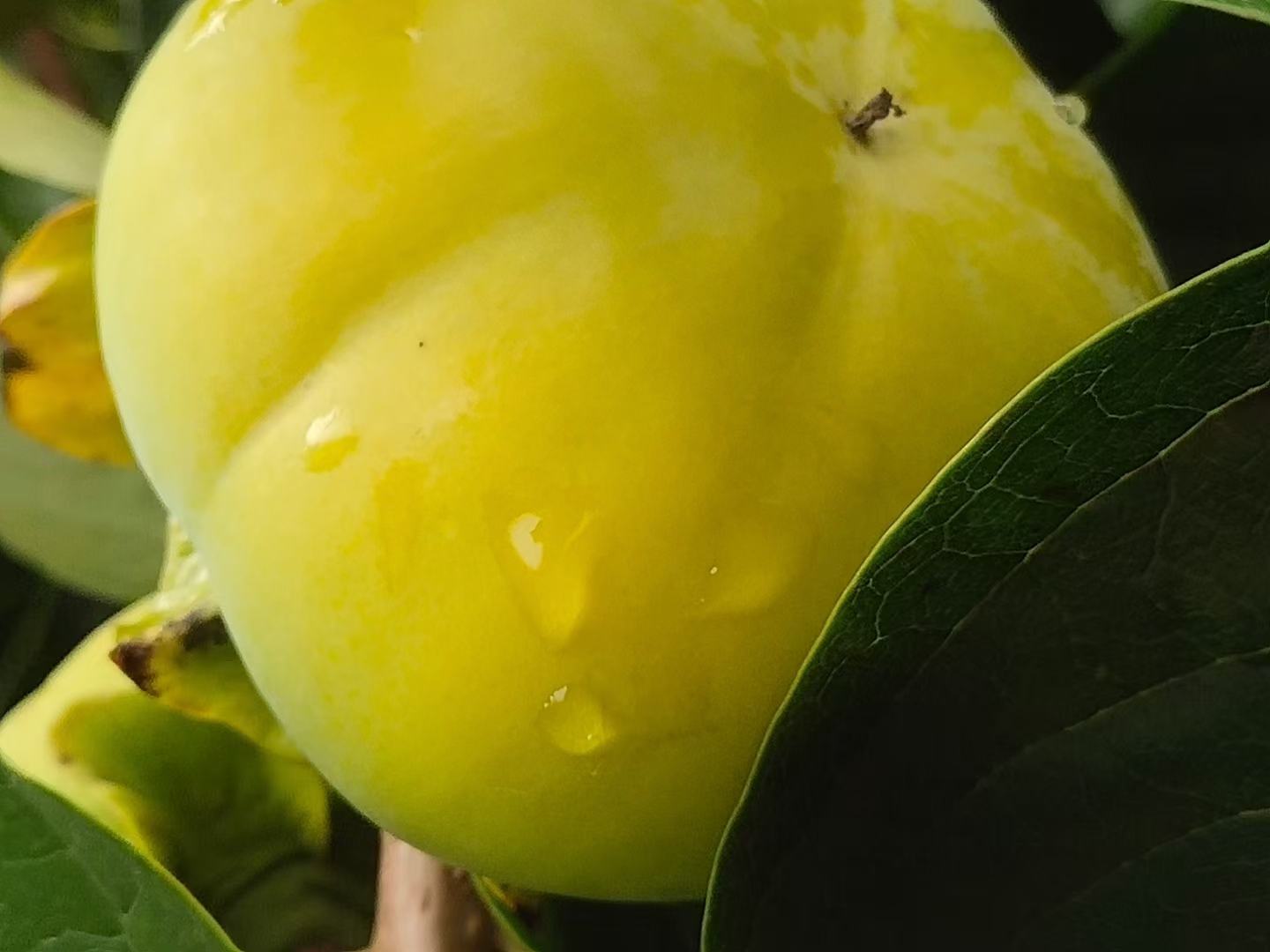 一颗成熟的巧克力脆柿挂在枝头,果皮呈深橙褐色,表面光滑有光泽,切开后果肉呈均匀的巧克力棕色,质地紧实细腻 巧克力脆柿成熟果实特写