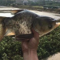 鱼苗缩骨大头鱼苗胖头鱼苗仙骨大头鱼苗胖头花鲢鱼苗