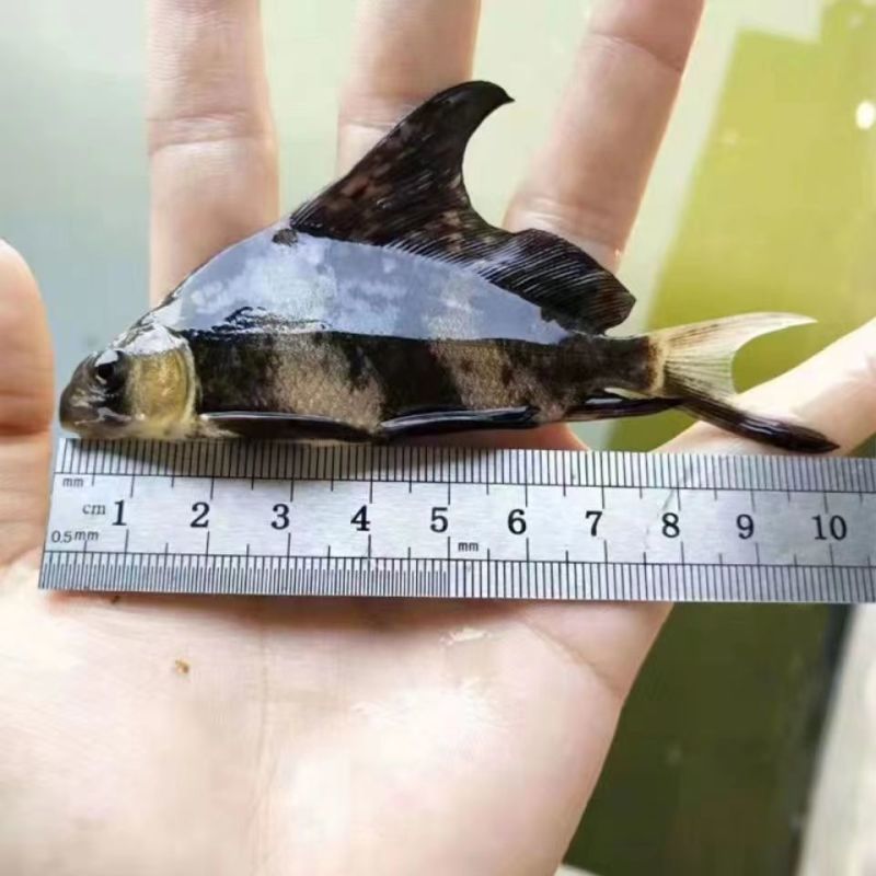 胭脂鱼苗活体家养淡水养殖食用高档大型冷水观赏鱼