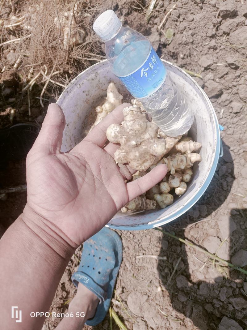灵宝市梦乐种植场，早熟洋姜上市，欢迎订购！