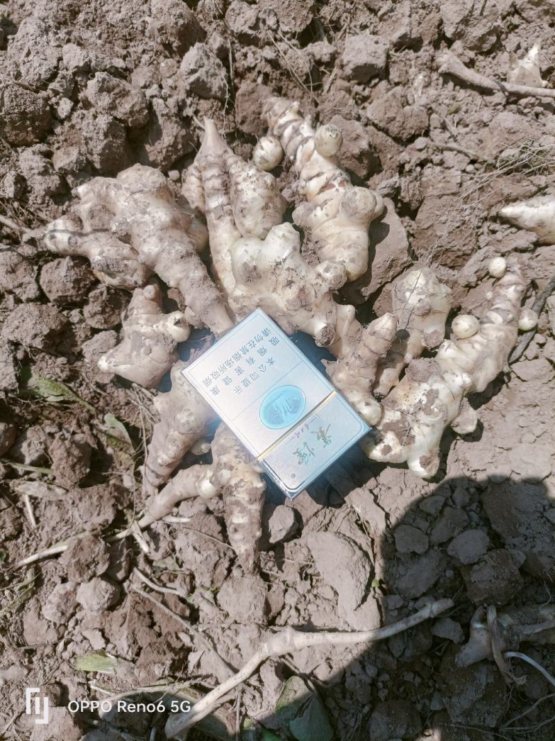 灵宝市梦乐种植场，早熟洋姜上市，欢迎订购！