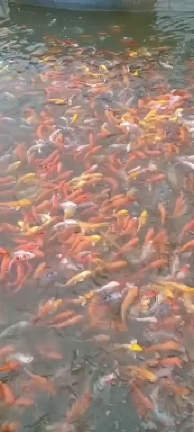 锦鲤活鱼苗观赏鱼冷水鱼好养耐活淡水鱼精品纯种红鲤鱼