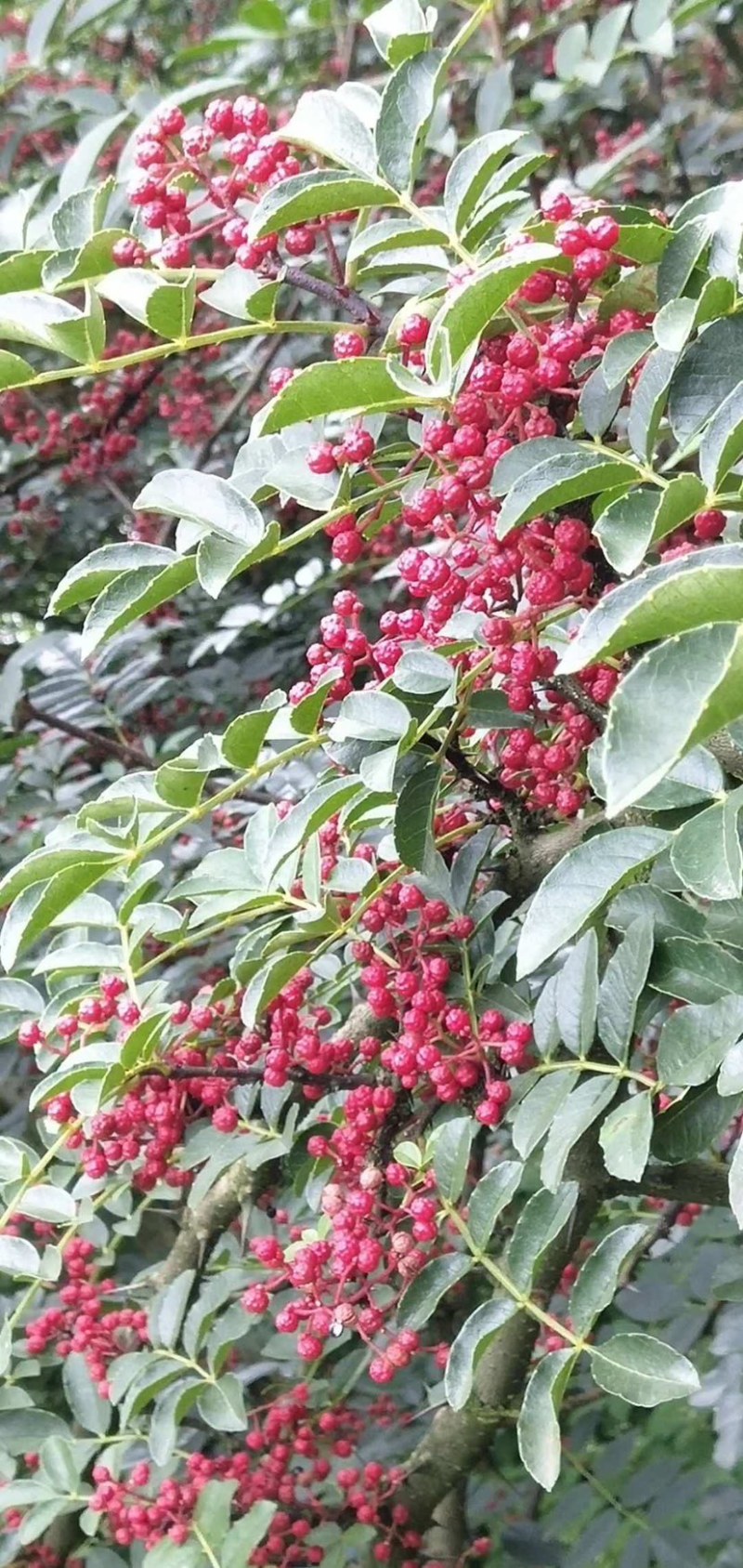 汉源花椒