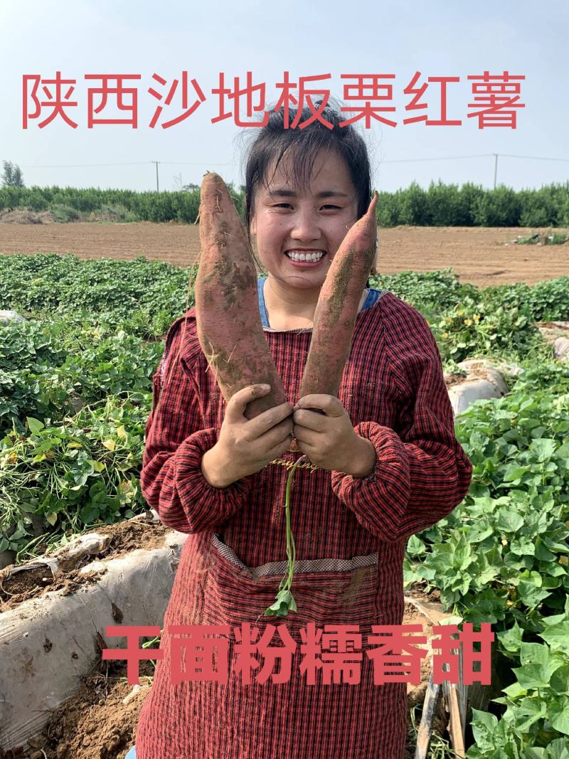 陕西沙地板栗红薯口感粉糯香甜产地直发一件代发