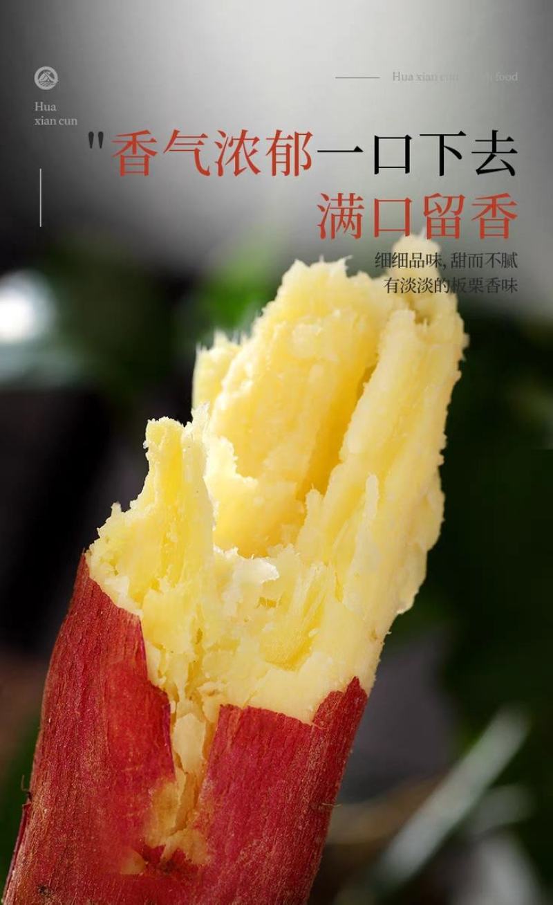 陕西沙地板栗红薯口感粉糯香甜产地直发一件代发