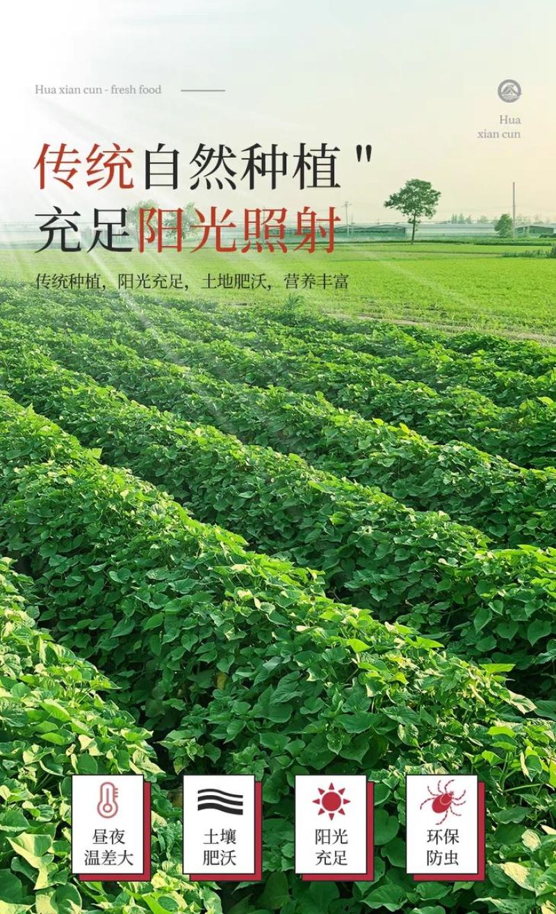 陕西沙地板栗红薯口感粉糯香甜产地直发一件代发