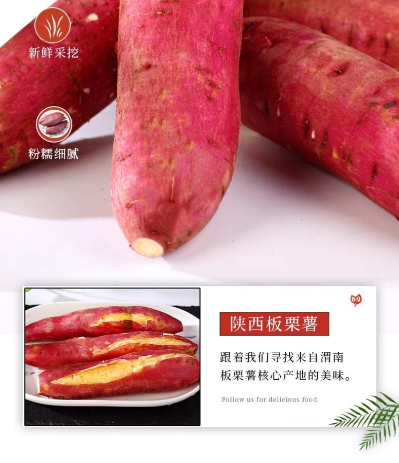 陕西沙地板栗红薯口感粉糯香甜产地直发一件代发