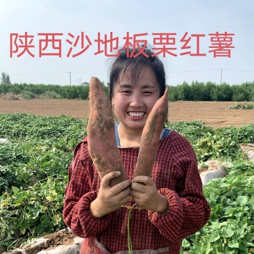 陕西沙地板栗薯产地直发一件代发对接各种商超社团