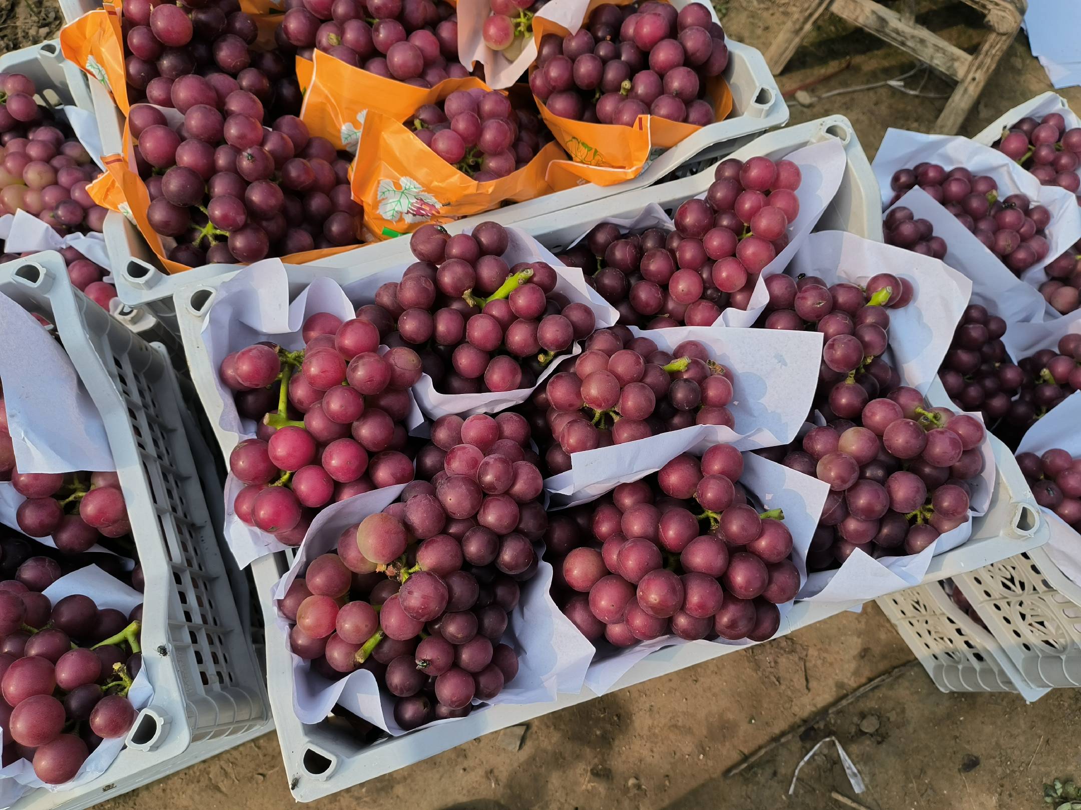 阳光玫瑰作为高端礼品展示