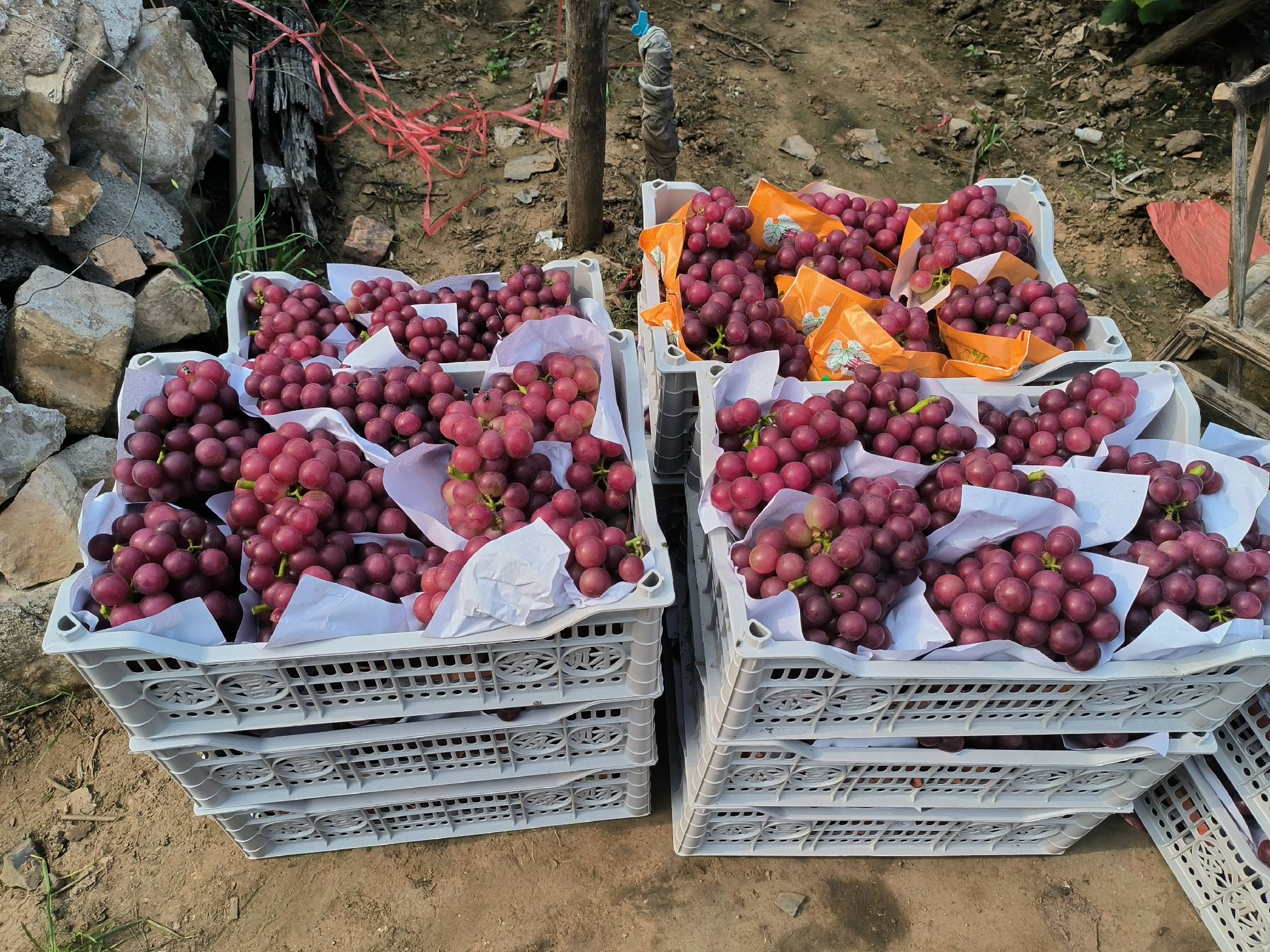 阳光玫瑰葡萄在超市货架上展示