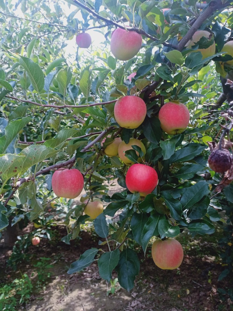 嘎啦苹果