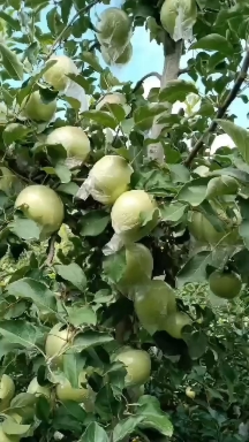 河南省郑州市中牟县粉红佳人大量现货需要的老板联系
