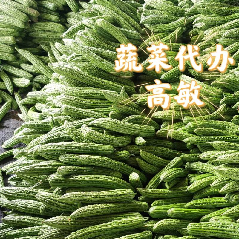 河南焦作苦瓜油绿苦瓜瓜条直颜色绿基地直供代发全国一手货源